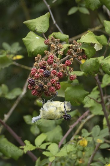 Blue tit (Cyanistes caeruleus) adult bird in a hedgerow feeding on blackberries in summer, England, United Kingdom