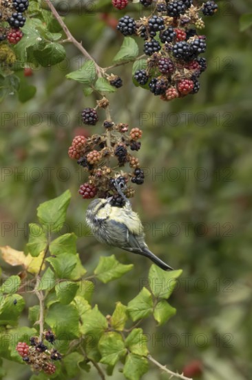 Blue tit (Cyanistes caeruleus) adult bird in a hedgerow on blackberries in summer, England, United Kingdom