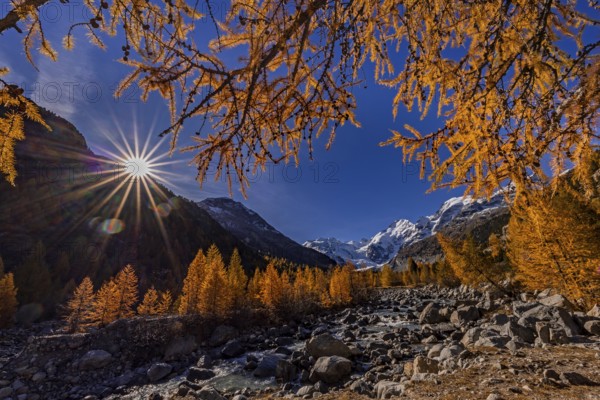 River, larch forest, autumn color, autumn, mountains, glaciers, morning light, Morteratsch Valley, Morteratsch Glacier, Engadin, Switzerland