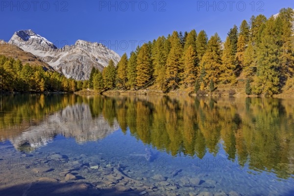 Mountain lake, reflection, mountains, larch forest, autumn discoloration, autumn, sunny, Lake Palpuogna, Engadin, Switzerland