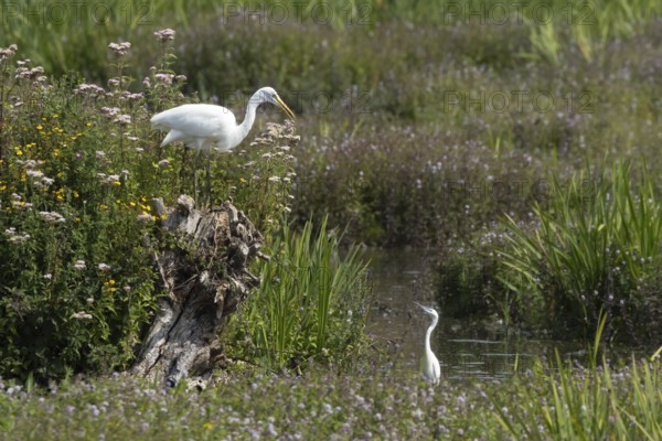 Great white egret (Ardea alba) adult bird on a tree stump amongst summer flowers looking down at a Little egret (Egretta garzetta) in a lake, England, United Kingdom