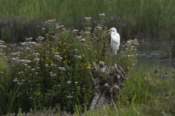 Great white egret (Ardea alba) adult bird on a tree stump amongst summer flowers, England, United Kingdom