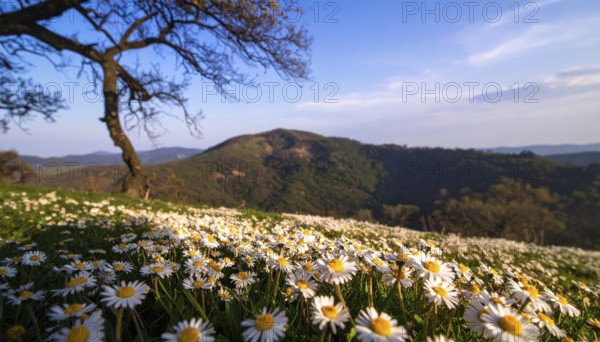A sunlit meadow with daisies against a forest backdrop under a blue sky, Late summer country landscape with daisies meadow and sunbeams, forest in blurred background, hilly landscape in sunrise or sunset, tranquil nature template or poster for beauty of nature, AI generated
