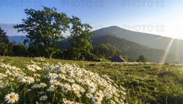 A sunlit meadow with daisies against a forest backdrop under a blue sky, Late summer country landscape with daisies meadow and sunbeams, forest in blurred background, hilly landscape in sunrise or sunset, tranquil nature template or poster for beauty of nature, AI generated