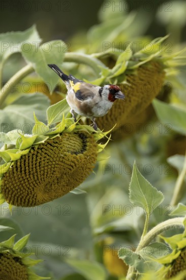 European goldfinch (Carduelis carduelis) adult bird feeding on a sunflower seed in a field of sunflowers, England, United Kingdom