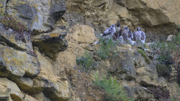 Peregrine falcon (Falco peregrinus), adult female in her habitat feeding nestlings in picturesque rocky scenery, biosphere area, Swabian Jura, Baden-Württemberg, Germany