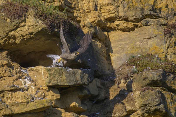 Peregrine falcon (Falco peregrinus), adult female flying with prey in picturesque rocky scenery, biosphere area, Swabian Jura, Baden-Württemberg, Germany
