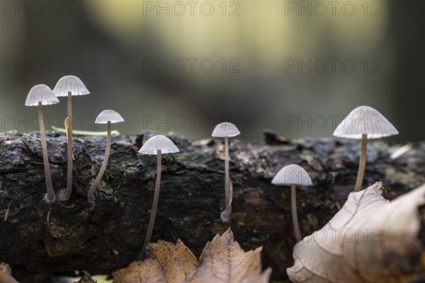 Helmlinge (Mycena), Emsland, Lower Saxony, Germany