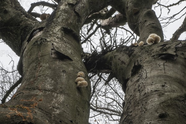 Ringed beech mucida (Oudemansiella mucida), Emsland, Lower Saxony, Germany