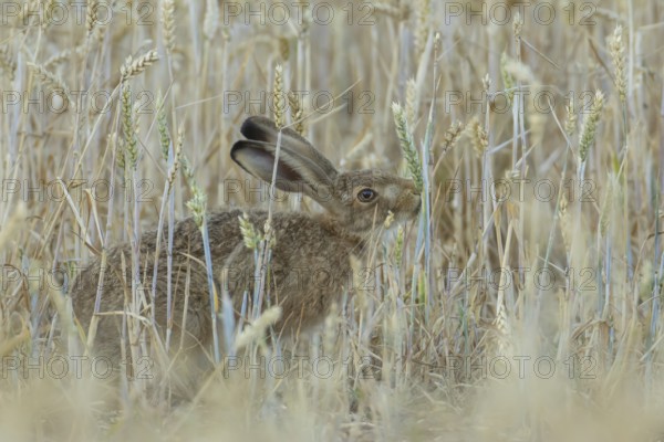 European brown hare (Lepus europaeus) adult animal feeding on a wheat sheath in a farmland field in summer, England, United Kingdom