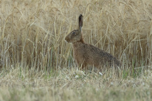 European brown hare (Lepus europaeus) adult animal in a farmland wheat field in summer, England, United Kingdom