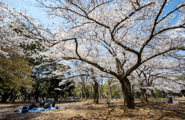 People picnicking under cherry blossoms in Yoyogi Park, Hanami Festival, Shibuya District, Tokyo, Japan