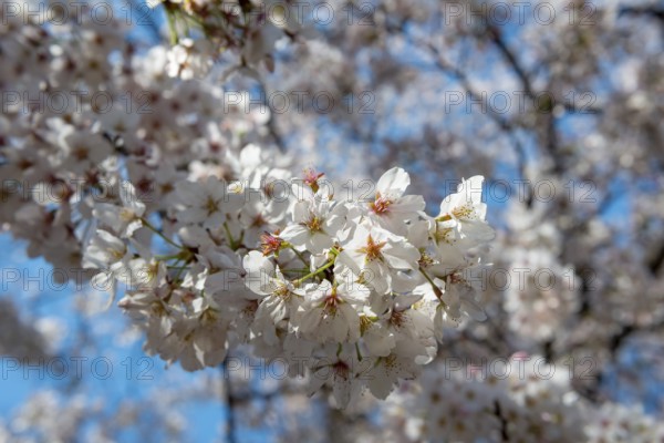 Cherry tree blossoms in spring, Yoyogi Park, Hanami Festival, Shibuya Ward, Shibuya District, Tokyo, Japan
