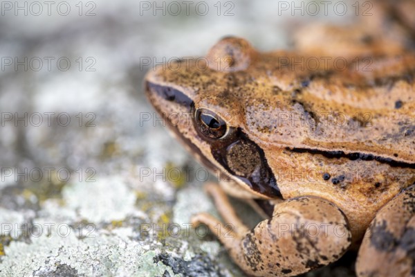 Common frog (Rana temporaria) sitting on stone, Lower Austria, Austria