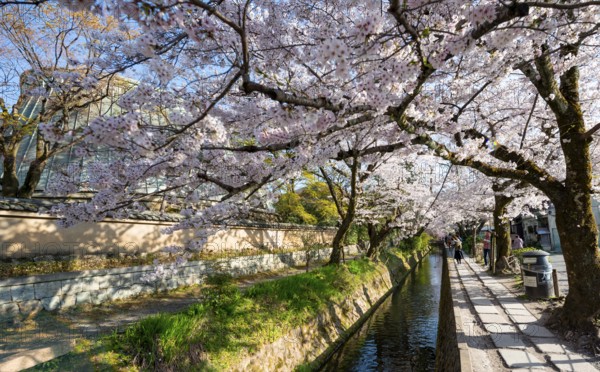Footpath along a canal, cherry blossoms in spring, Philosopher's Path or Tetsugaku no michi, Kyoto, Japan
