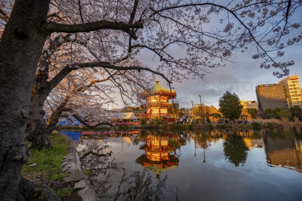 Shinobazunoike Bentendo temple reflected in lake at sunset, Shinobazu pond, lakeside cherry blossom in spring, Hanami festival, Ueno Park, Taito City, Tokyo, Japan