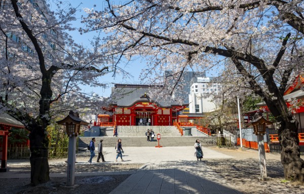 Shinto Shrine main building, Hanazono Shrine, cherry trees blooming in spring, Shinjuku City, Tokyo