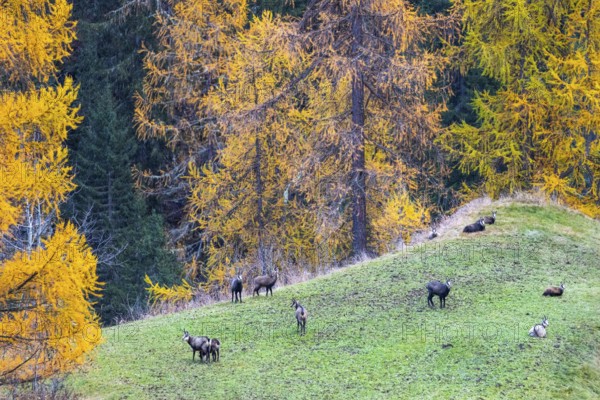 Chamois (Rupicapra rupicapra) in front of yellow larches (Larix), autumn, Zernez, Engadin, Graubünden, Switzerland