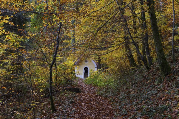 Deciduous trees, colorful autumn forest with counter chapel, Sankt Lorenz, Mondseeland, Salzkammergut, Upper Austria, Austria