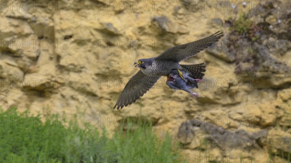 Peregrine falcon (Falco peregrinus), Peregrine falcon, flying with prey on a rock wall, biosphere area, Swabian Jura, Baden-Württemberg, Germany