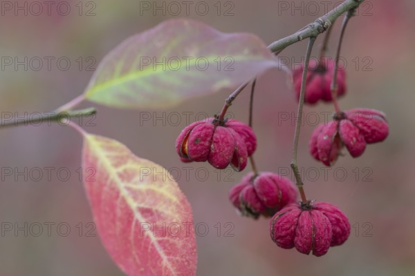 Common spindle bush (Euonymus europaeus), fruits, Emsland, Lower Saxony, Germany