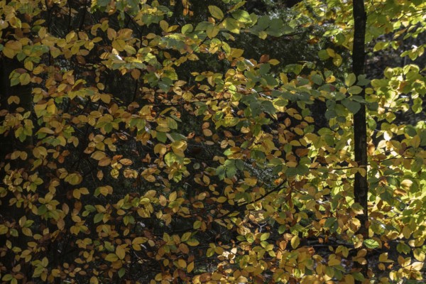 Beech trees (Fagus sylvatica) in autumn leaves, Emsland, Lower Saxony, Germany