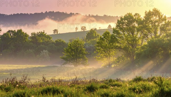 A misty field at sunrise with soft light illuminating trees and greenery, creating a serene atmosphere, spring or summer landscape, morning and the first sun lights at sunrise in fog, clear sky, idyllic nature with calm atmosphere, trees on hills, foggy river with mist, AI generated