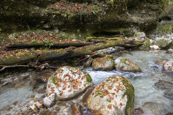 Stream in autumn, Gams, Styria, Austria