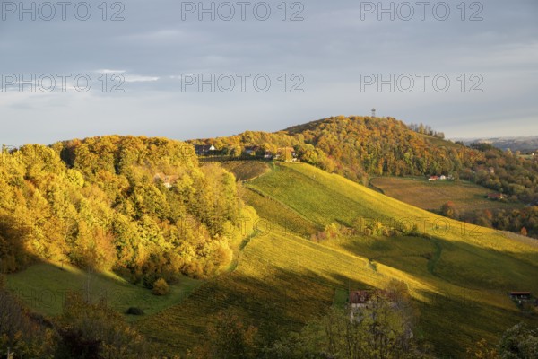 Typical landscape in autumn with vineyards, South Styrian hills, South Styrian wine route, Styria, Austria