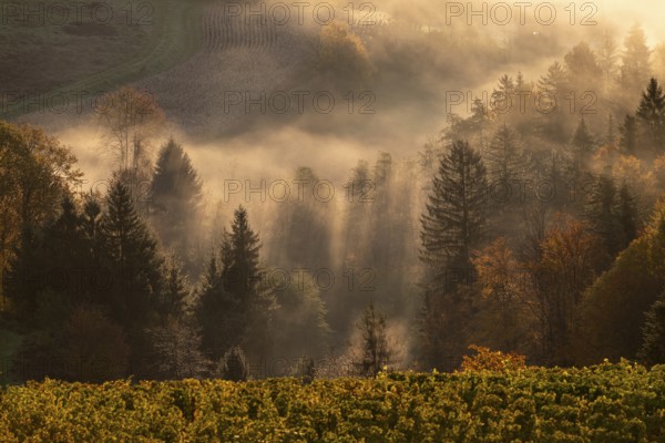 Sunrise, typical landscape in autumn with vineyards, South Styrian hills, South Styrian wine route, Styria, Austria