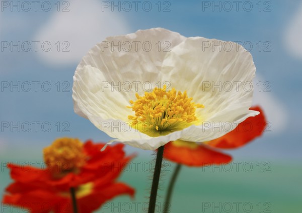 Icelandic poppy (Papaver nudicaule), flowers in the studio, painted background, North Rhine-Westphalia, Germany