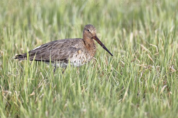 Blacktail (Limosa limosa) runs on the shore of a lake in a moor, snipe birds, wildlife, nature photography, oxmoor, Dümmer See, Hüde, Lower Saxony, Germany