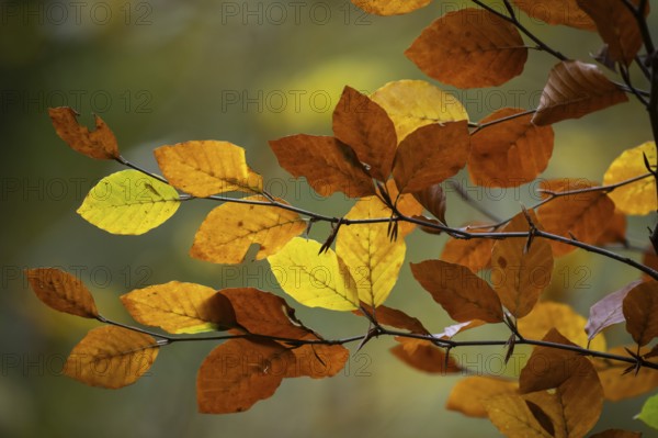 Yellow-brown colored beech leaves, autumn, Stuttgart, Germany