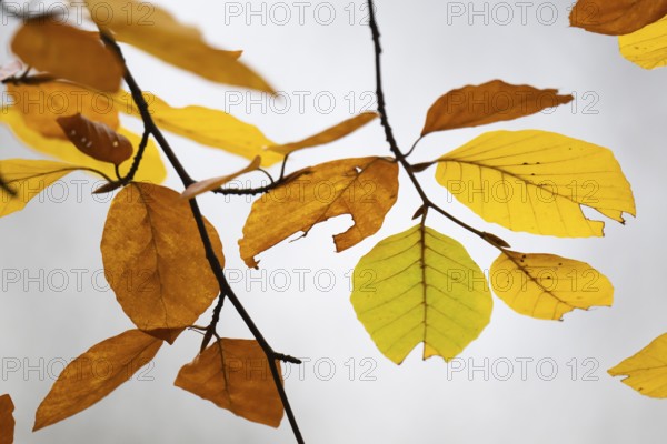 Yellow-brown colored beech leaves against white background, autumn, Stuttgart, Germany