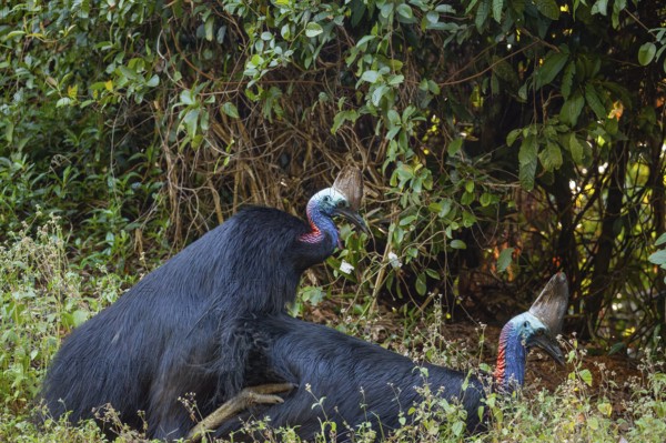 Mating behavior of helmet cassowaries in the Queensland rainforest Australia