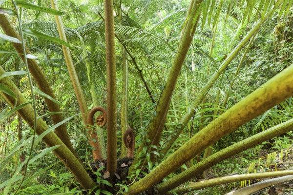 The impressive royal fern Angiopteris evecta in the tropical rainforest of Queensland Australia