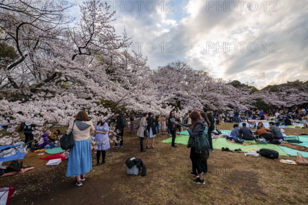 Japanese people picnicking under cherry blossoms in Yoyogi Park, Hanami Festival, Shibuya District, Tokyo, Japan