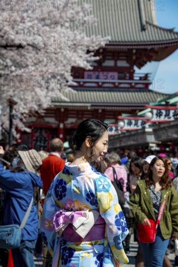 Young Japanese woman wearing kimono surrounded by numerous visitors on Nakamise-dori shopping street, Cherry Blossom, Asakusa Shrine or Senso-ji Temple, Buddhist temple complex, Asakusa, Tokyo, Japan