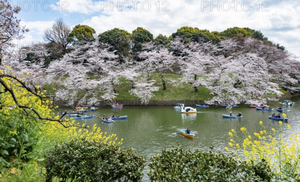 Chidorigafuchi Canal with rowing boats, blooming cherry trees on the shore, castle moat, Japanese cherry blossom in spring, Hanami festival, Chidorigafuchi Green Way, Tokyo, Japan