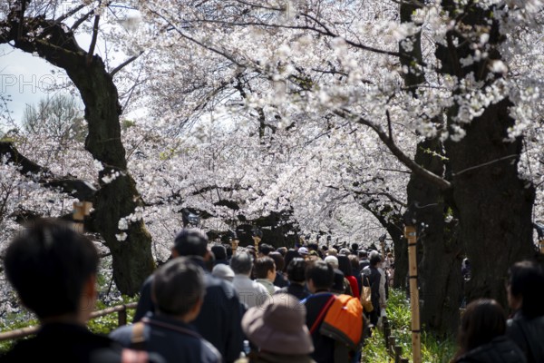 People walking under blooming cherry trees, Japanese cherry blossoms in spring, Hanami Festival, Chidorigafuchi Green Way, Tokyo, Japan
