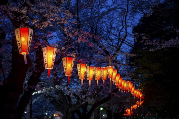 Blooming cherry trees and illuminated lanterns with Japanese lettering in the evening, blue hour, Hanami festival in spring, Ueno Park, Tokyo, Japan