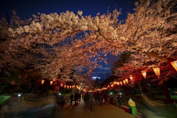 People walking through the park, blooming cherry trees and illuminated lanterns with Japanese lettering in the evening, blue hour, Hanami festival in spring, long exposure, Ueno Park, Tokyo, Japan