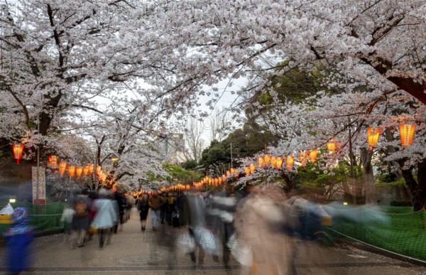 People walking through the park, blooming cherry trees and illuminated lanterns with Japanese lettering in the evening, Hanami festival in spring, long exposure, Ueno Park, Tokyo, Japan