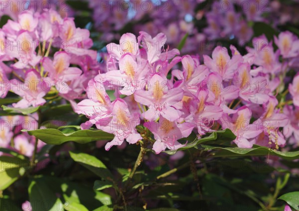 Rhododendron flowers (Rhododendron), North Rhine-Westphalia, Germany