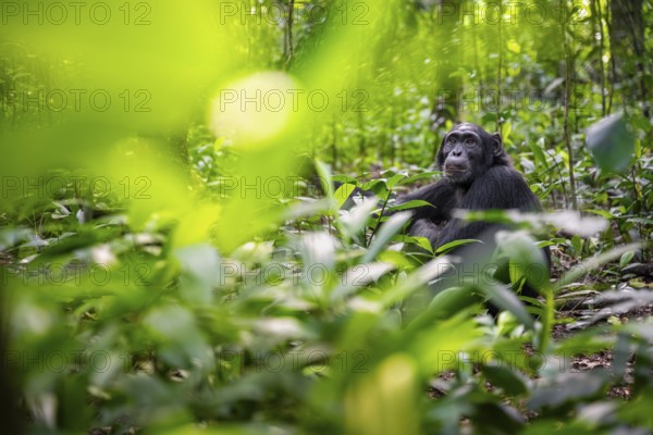 Chimpanzee (Pan Troglodytes) among green leaves, adult male among leaves in the jungle, Kibale National Park, Uganda