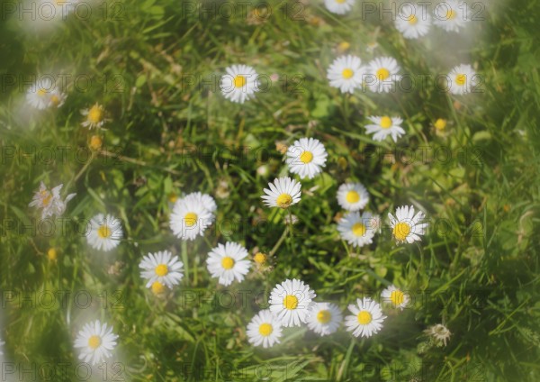 Daisy (Bellis perennis) seen from above in a meadow with alienation, North Rhine-Westphalia, Germany