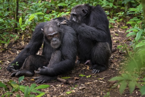 Two chimpanzees (Pan Troglodytes), adult male spawning, grooming in the jungle, Kibale National Park, Uganda