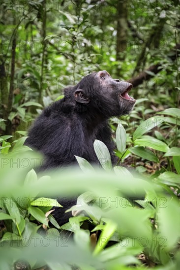 Chimpanzee (Pan Troglodytes), male on the ground, jungle in Kibale National Park, Uganda