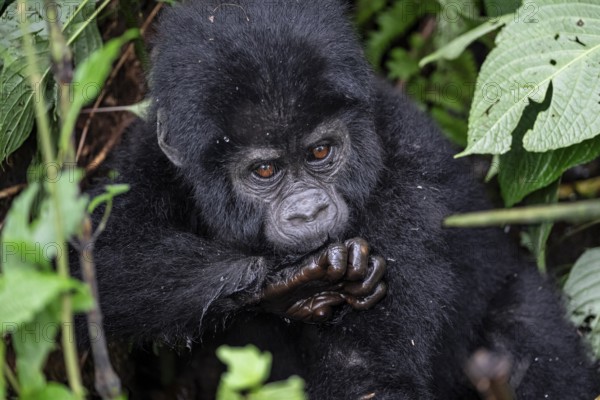 Mountain gorilla (Gorilla beringei beringei), juvenile, Bwindi Impenetrable Forest, Uganda
