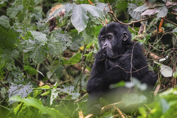 Mountain gorilla (Gorilla beringei beringei), juvenile, eats leaves, Bwindi Impenetrable Forest, Uganda